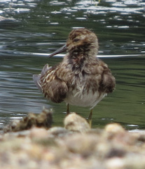 Calidris minutilla
