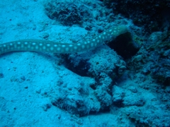 Myrichthys breviceps