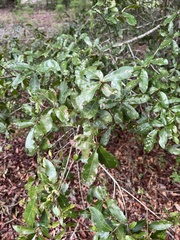 Quercus laurifolia