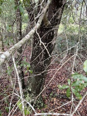 Quercus laurifolia