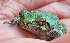 Hyla versicolor