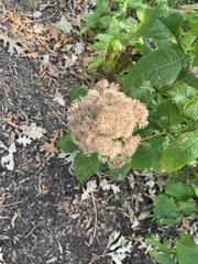 Eutrochium purpureum