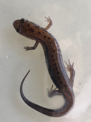 Desmognathus ochrophaeus