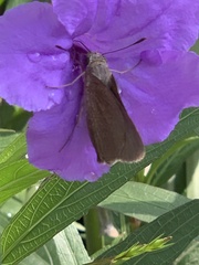 Asbolis capucinus