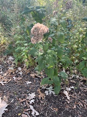 Eutrochium purpureum