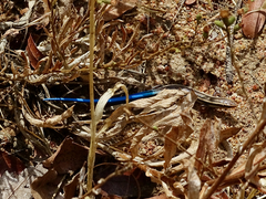 Plestiodon skiltonianus