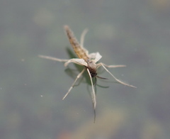Chironomidae