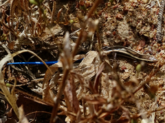 Plestiodon skiltonianus