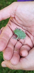 Hyla versicolor