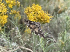 Autographa