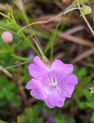 Agalinis decemloba