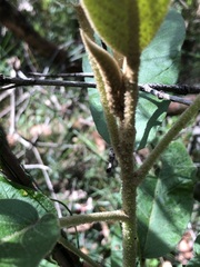 Astrotricha latifolia