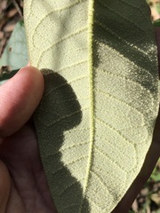 Astrotricha latifolia