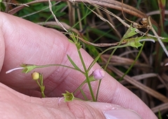 Agalinis decemloba