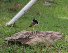 Vanellus indicus
