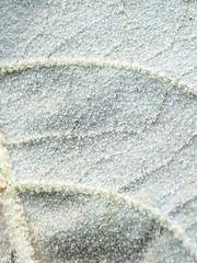 Astrotricha latifolia