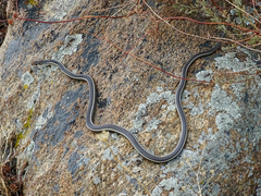 Masticophis lateralis