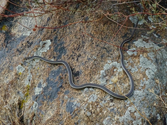 Masticophis lateralis