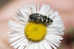 Acmaeodera decipiens