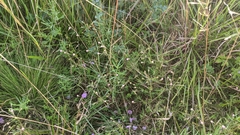 Agalinis decemloba