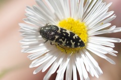Acmaeodera decipiens