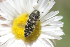 Acmaeodera decipiens