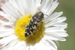 Acmaeodera decipiens
