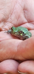 Hyla versicolor