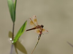 Brachythemis contaminata