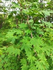 Acer pseudosieboldianum