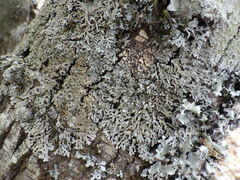 Physconia distorta subvenusta