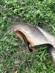 Scolopendra gigantea