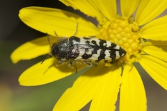 Acmaeodera decipiens