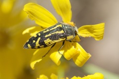 Acmaeodera amplicollis