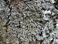 Physconia distorta subvenusta