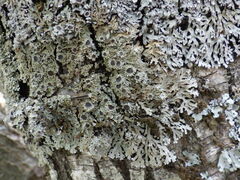 Physconia distorta subvenusta