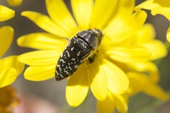 Acmaeodera rubronotata