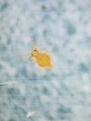 Dicyrtomina