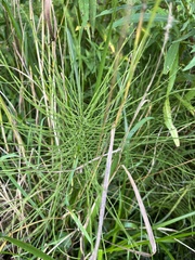 Equisetum