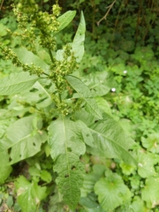 Rumex conglomeratus