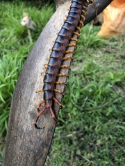 Scolopendra gigantea