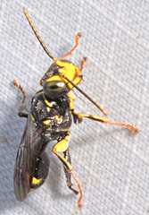 Mellinus bimaculatus