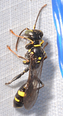 Mellinus bimaculatus