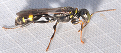 Mellinus bimaculatus