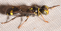 Mellinus bimaculatus