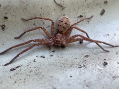 Heteropoda jugulans
