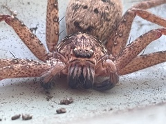 Heteropoda jugulans