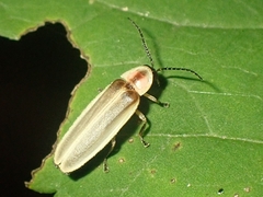 Photinus