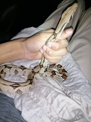 Boa constrictor constrictor