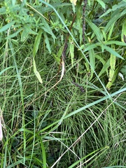 Equisetum